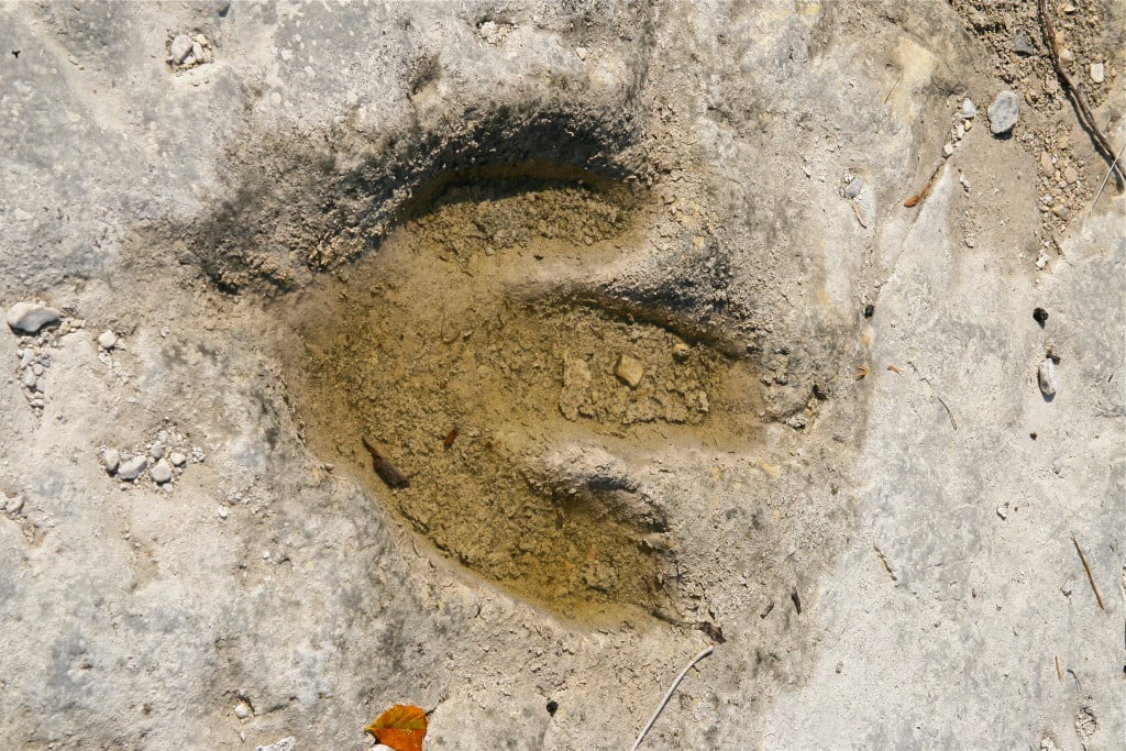 johnson dinosaur tracks