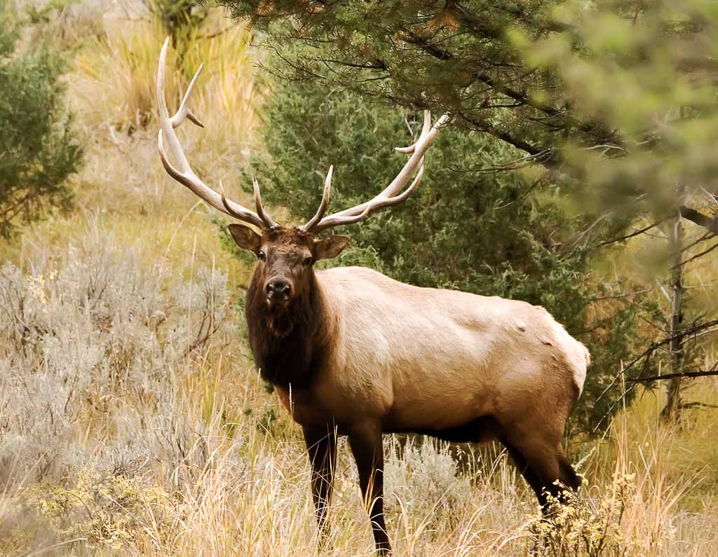 Elk-hunting-in-texas - Ox Ranch