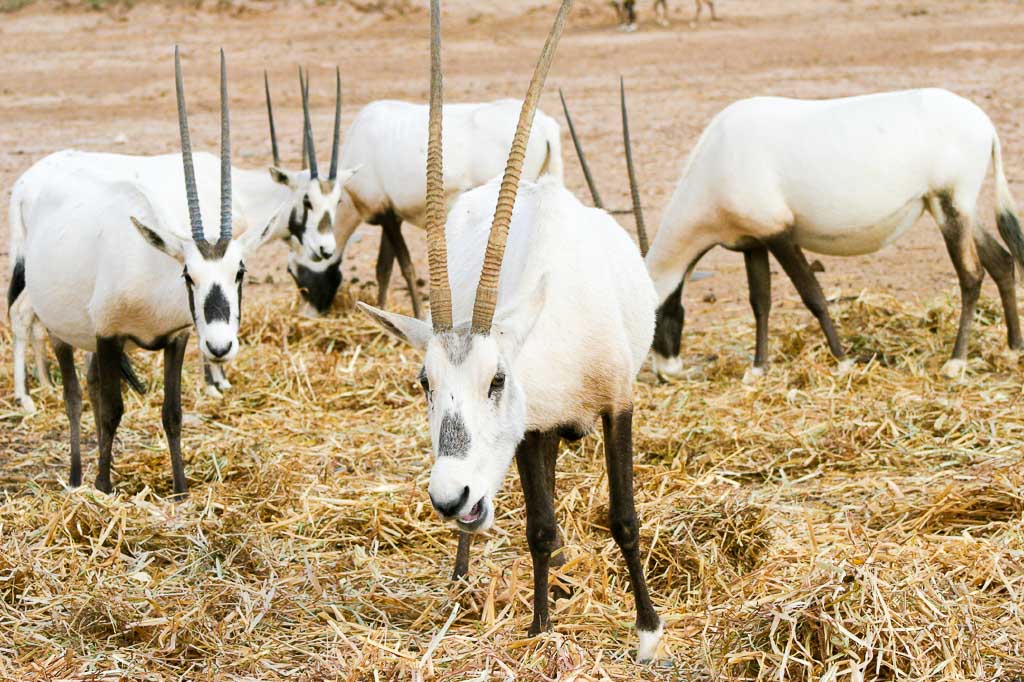 Texas-arabian-oryx-hunts - OX Ranch