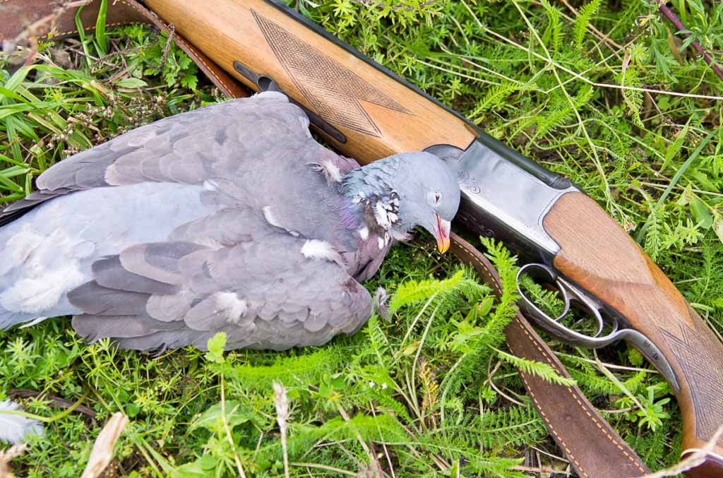 dove hunting OX Ranch