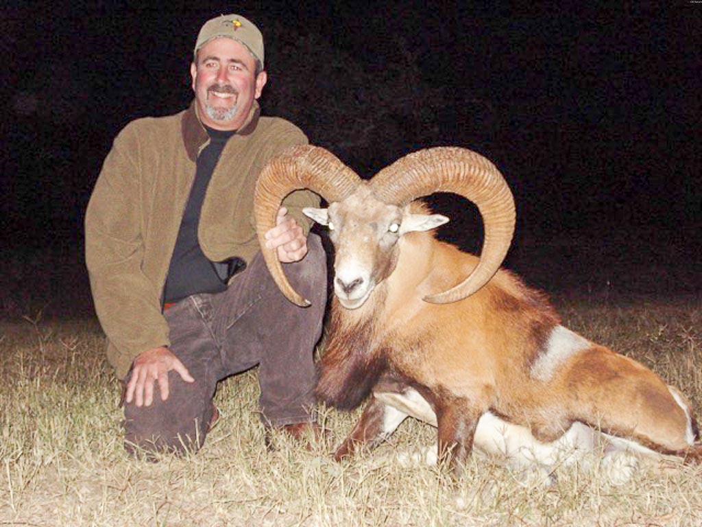 red-sheep-texas-hunting-ox-ranch