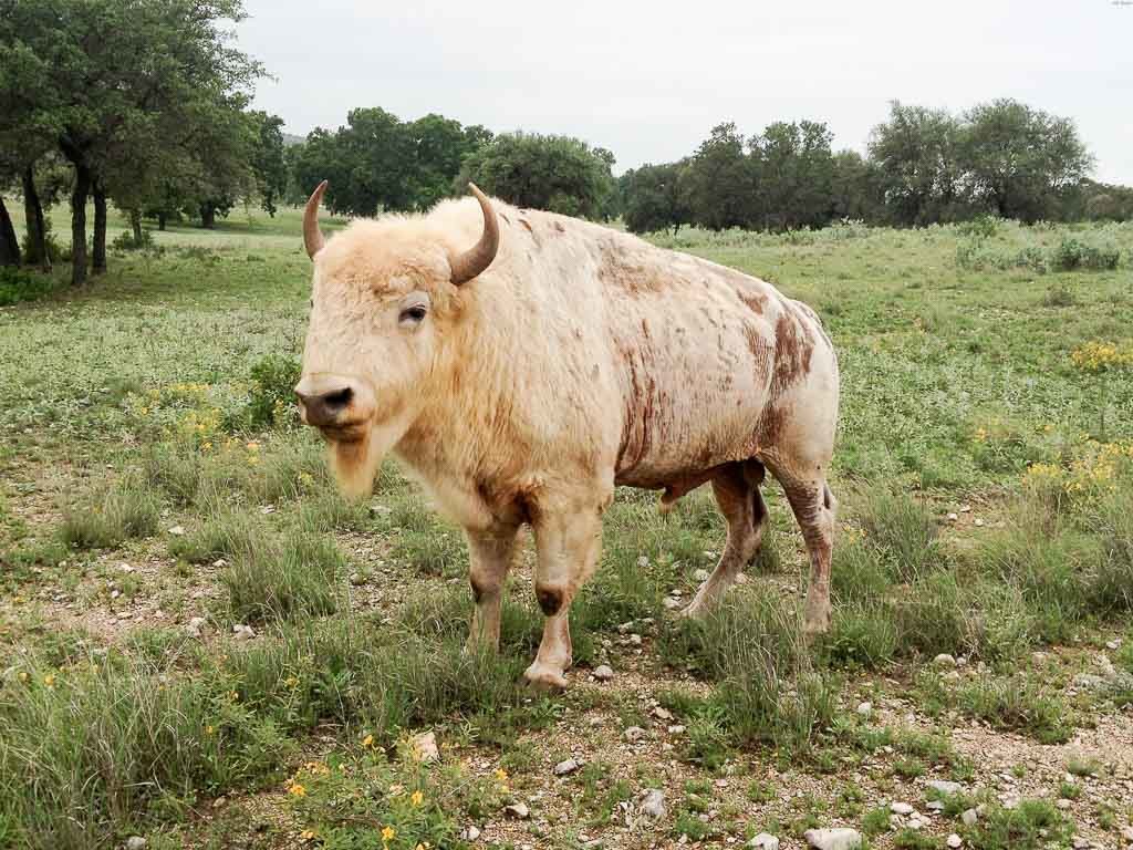 White Buffalo Hunting, 60+ Species Available, Ox Ranch