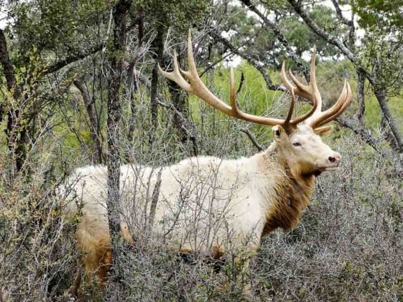 white elk hunting