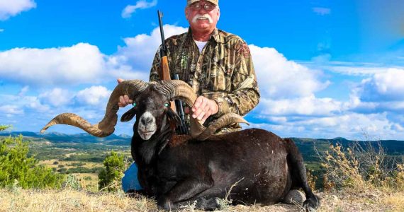 Black Hawaiian Sheep Hunting | 18,000 Acres | 60+ Species | Ox Ranch