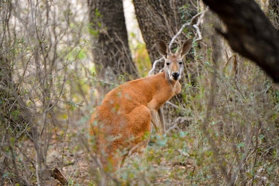 red-kangaroo-hunts - OX Ranch