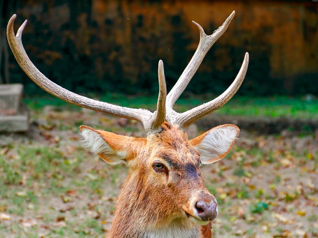 elds-deer-hunts - OX Ranch