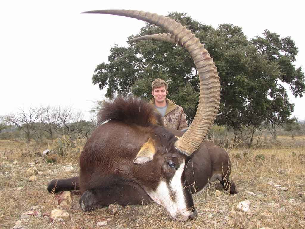 Sable　Available　Hunting　Ranch　60+　Species　for　Hunt　Ox　Texas